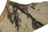 Fossil Conifer (Metasequoia) Plate - McAbee, BC #253941-1
